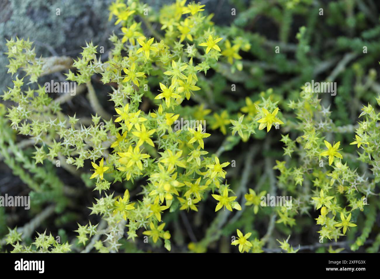 Goldmoss sedum fleurs jaunes dans la nature Banque D'Images