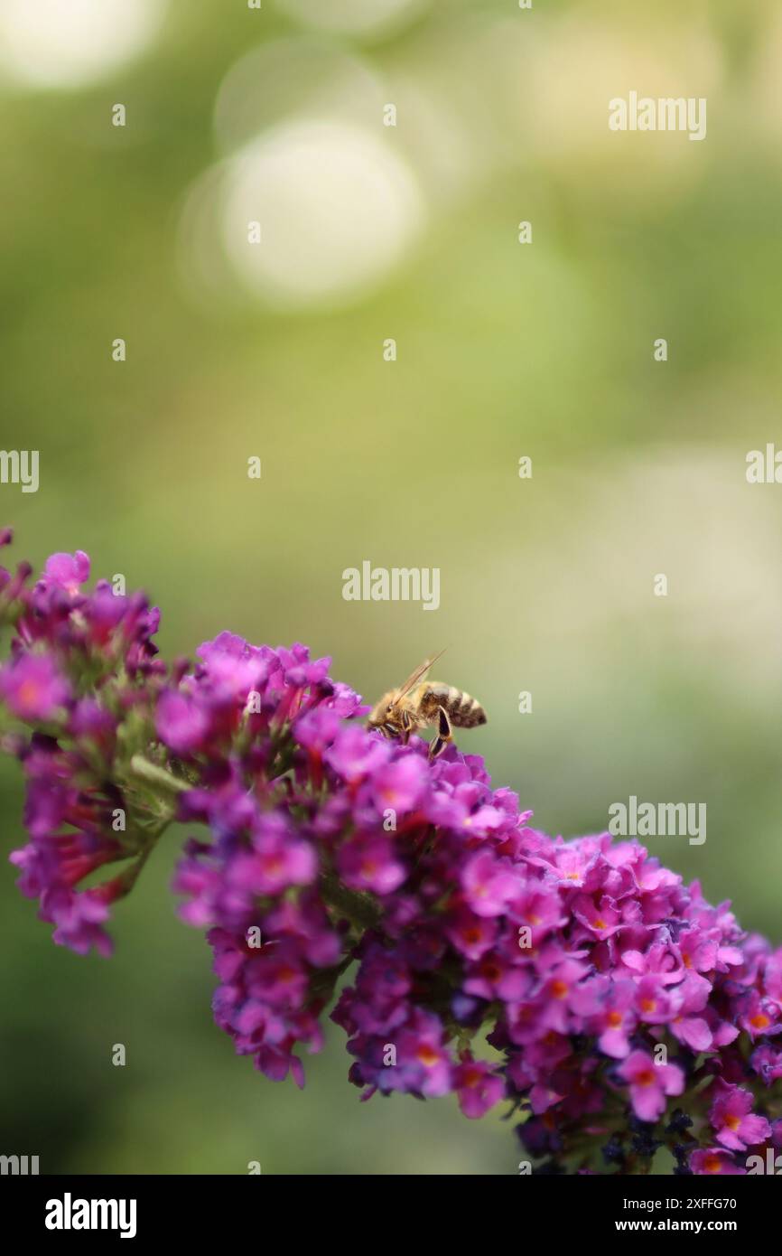 une abeille rayée suce le nectar d'une plante à fleurs violettes. Banque D'Images