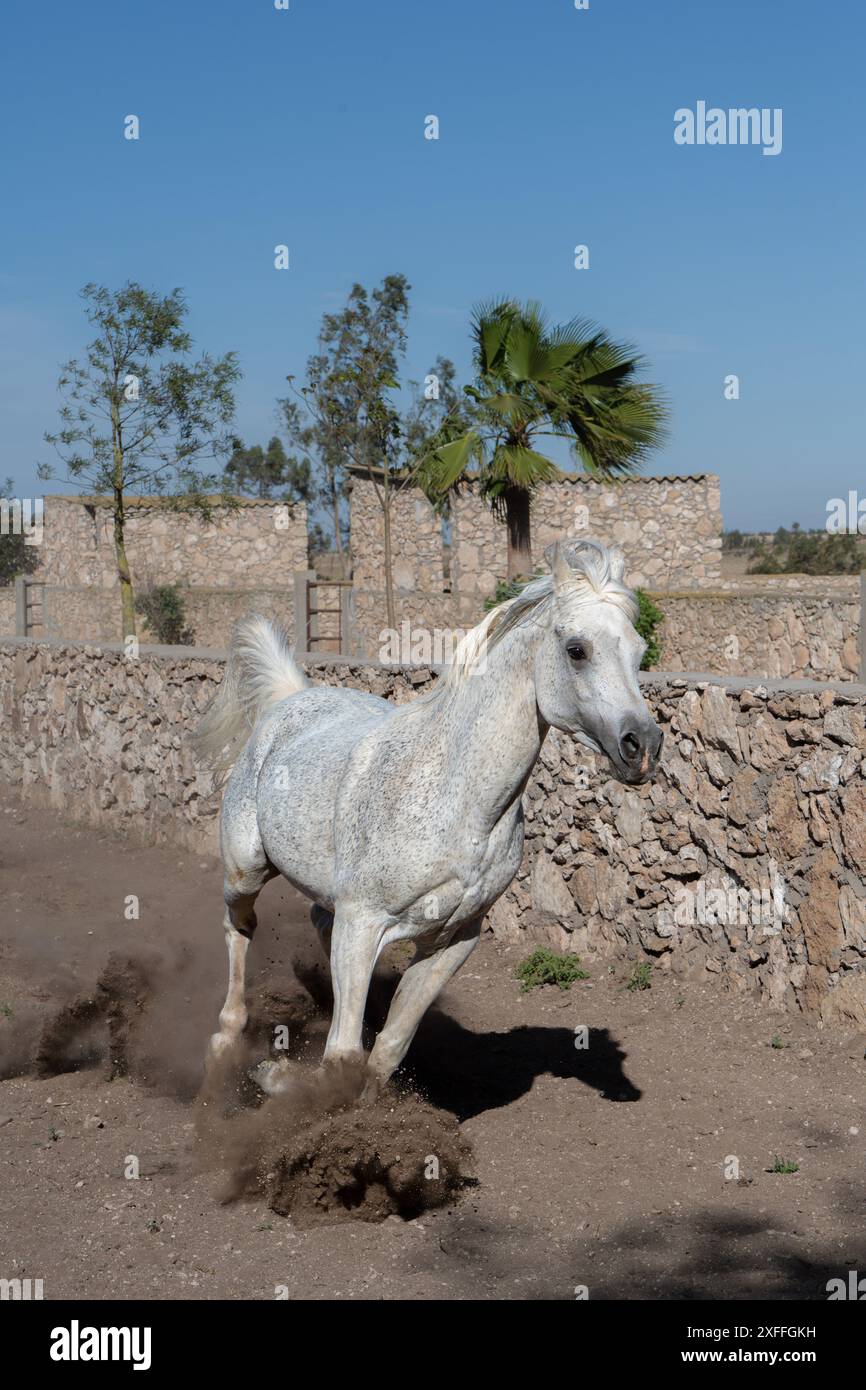 Cheval au galop Banque D'Images
