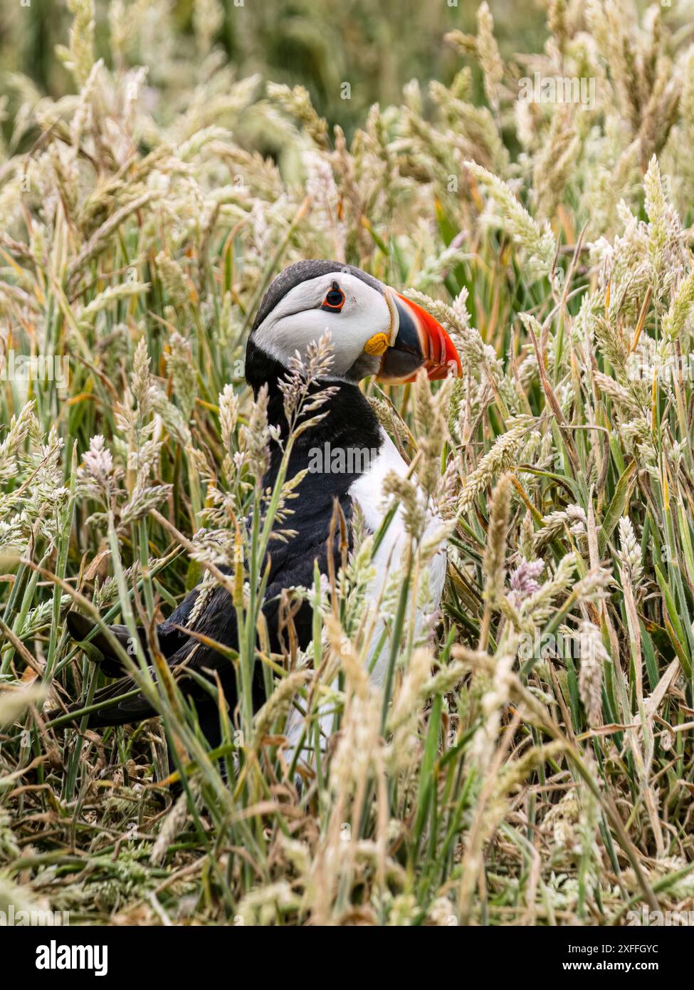 Macareux en été sur l'île Skomer, Pembrokeshire Banque D'Images