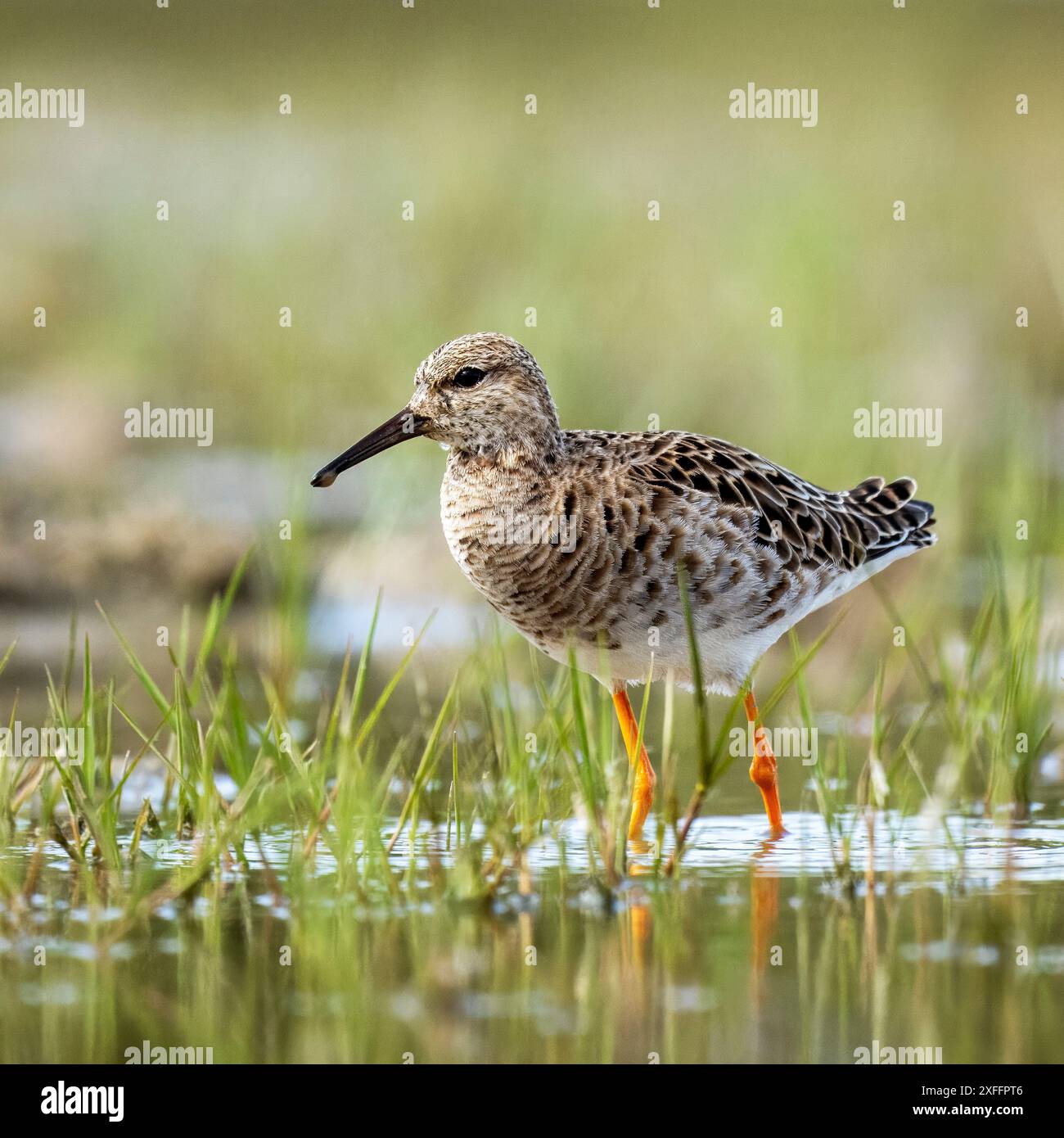 Ruff, Calidris Pugnax, Riserva Naturale, Isola della Cona, Nord-est de l'Italie Banque D'Images