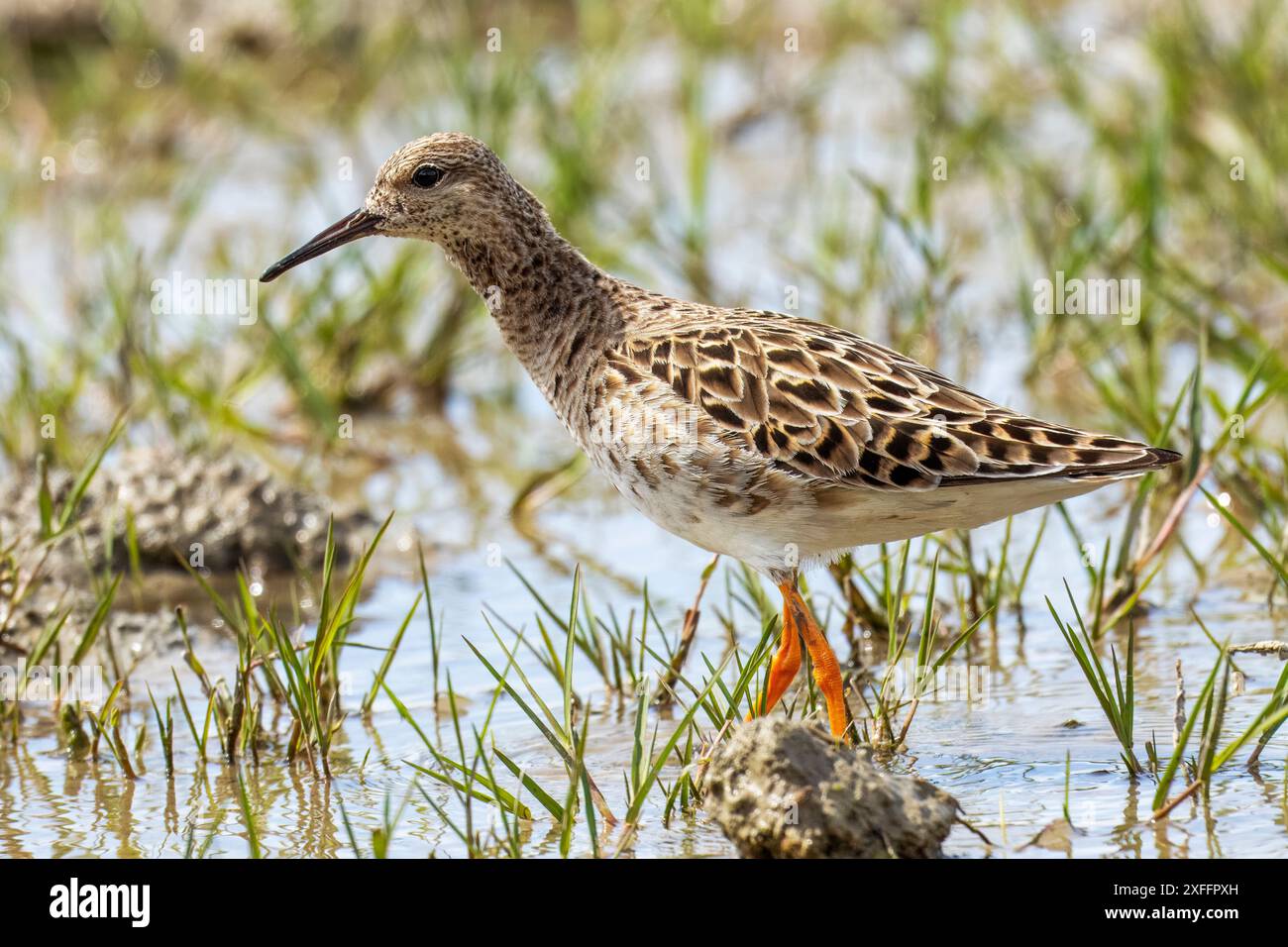 Ruff, Calidris Pugnax, Riserva Naturale, Isola della Cona, Nord-est de l'Italie Banque D'Images