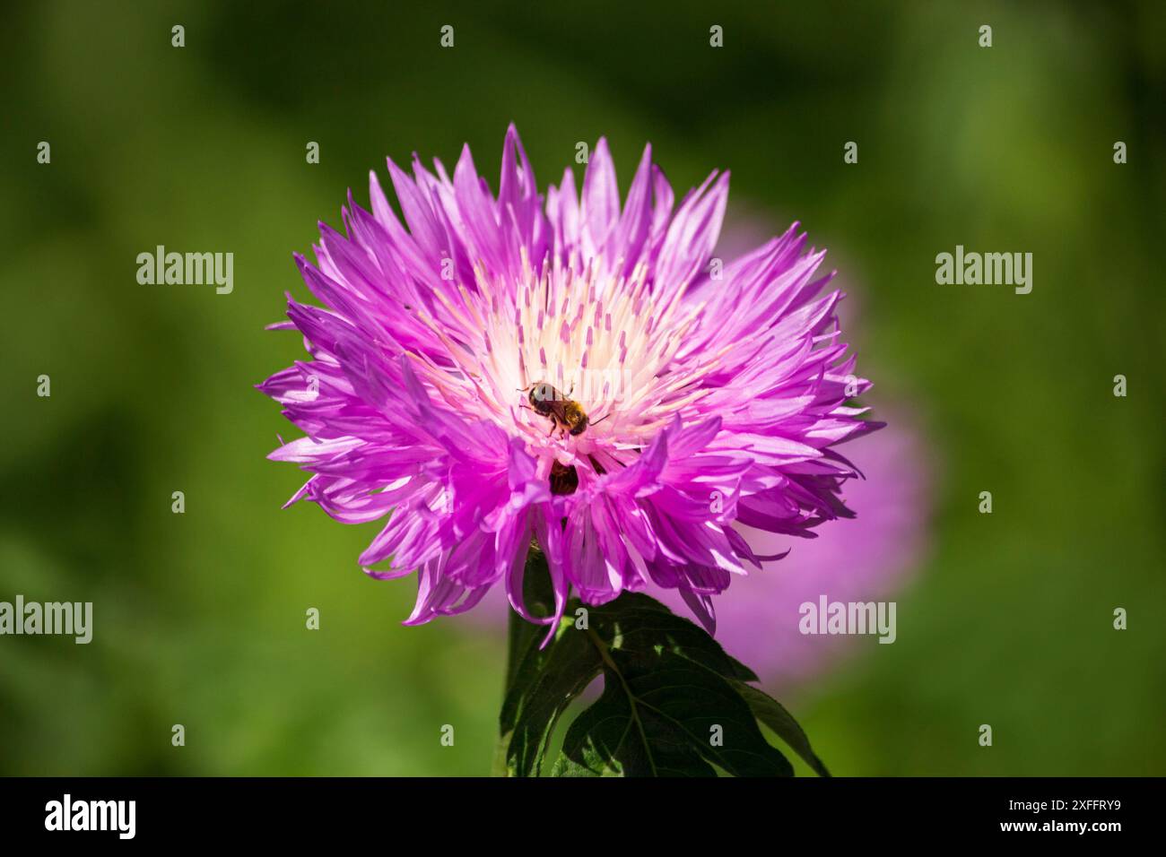 Bleuet rose royal dans le jardin gros plan Banque D'Images