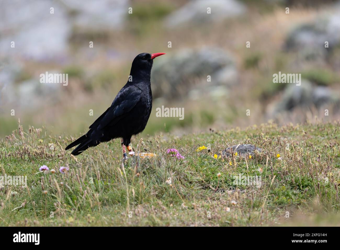 Un Chough Pyrrhocorax pyrrhocorax en profil perché sur des prairies côtières rugueuses présentant un bec rouge caractéristique Banque D'Images