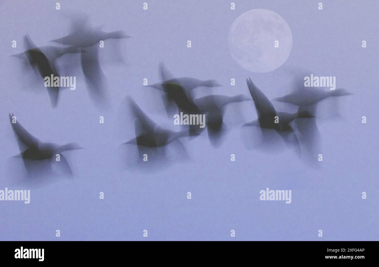 Vol de sauvagine avec photo-illustration de pleine lune Banque D'Images