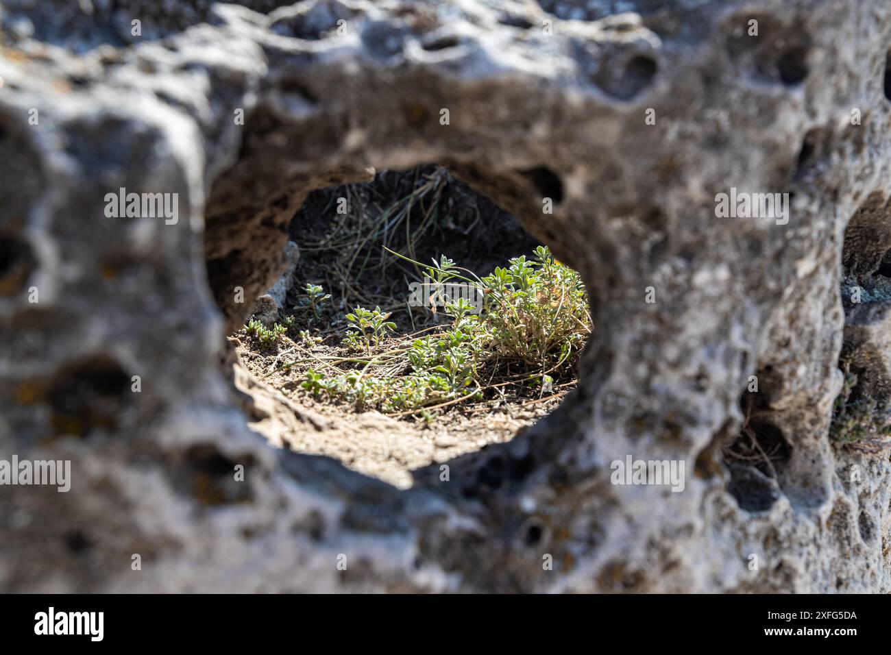 Aksakovo, Bulgarie - 14.08.2020 Pobiti Kamani, formation rocheuse de sable et de calcaire, pierre et végétation, phénomène naturel près de Varna Banque D'Images