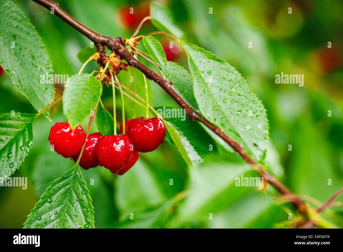 Cerises rouges mûres et feuilles vertes avec des gouttes de pluie suspendues sur la branche d'arbre après la pluie. Nourriture saine dans un verger de fruits bio Banque D'Images
