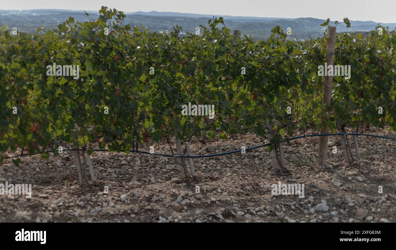 Tuyaux d'irrigation dans les vignobles de Châteauneuf-du-pape qui longent attachés aux vignes Banque D'Images