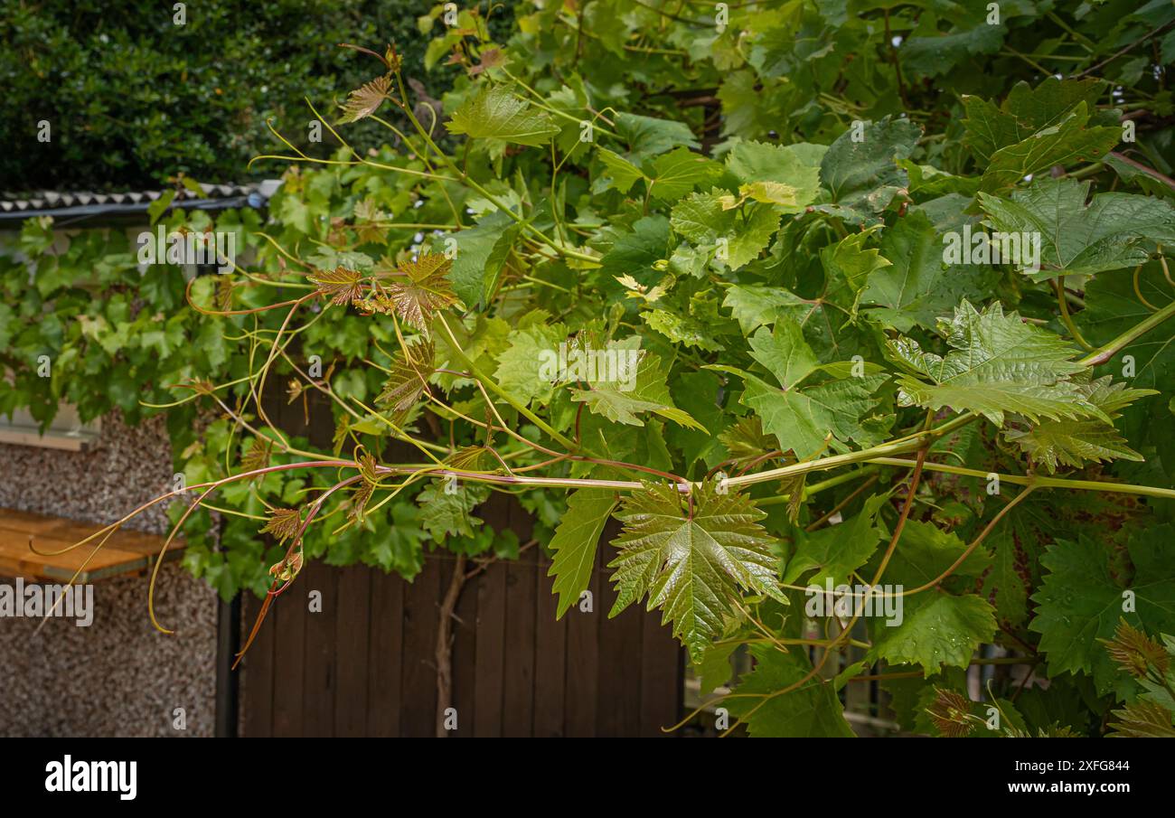 Nouvelles feuilles et frondes de vigne se formant sur une vigne Romeo Banque D'Images
