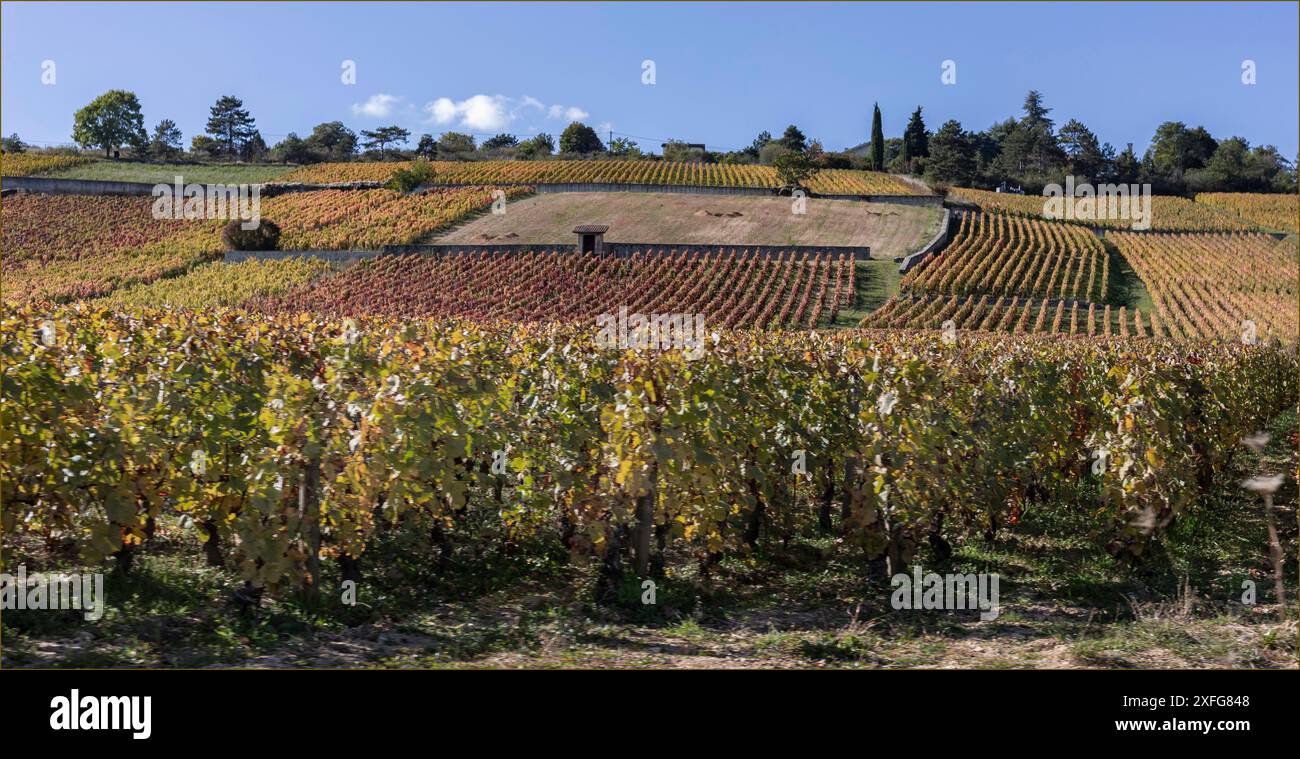 Les vignobles d'automne de la Côte d'Or comme les vignes changent de couleur Banque D'Images