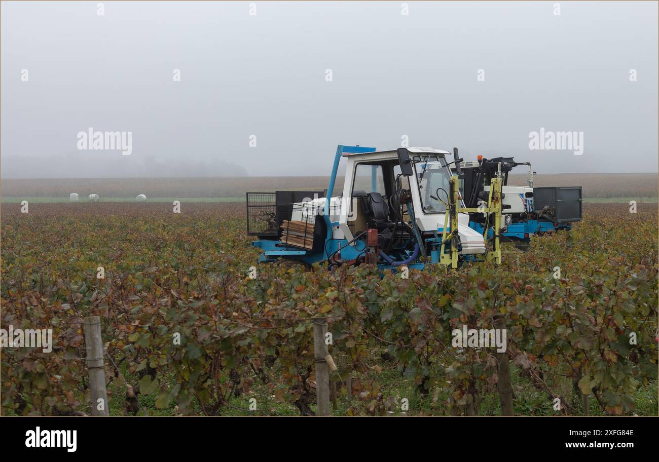 Tracteur travaillant dans le vignoble de Puligny-Montrachet dans la brume automnale Banque D'Images