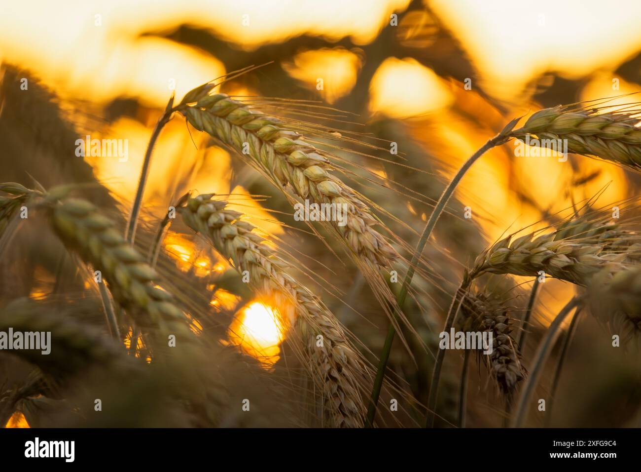 Vue sur les oreilles de grain doré pendant le coucher du soleil Banque D'Images