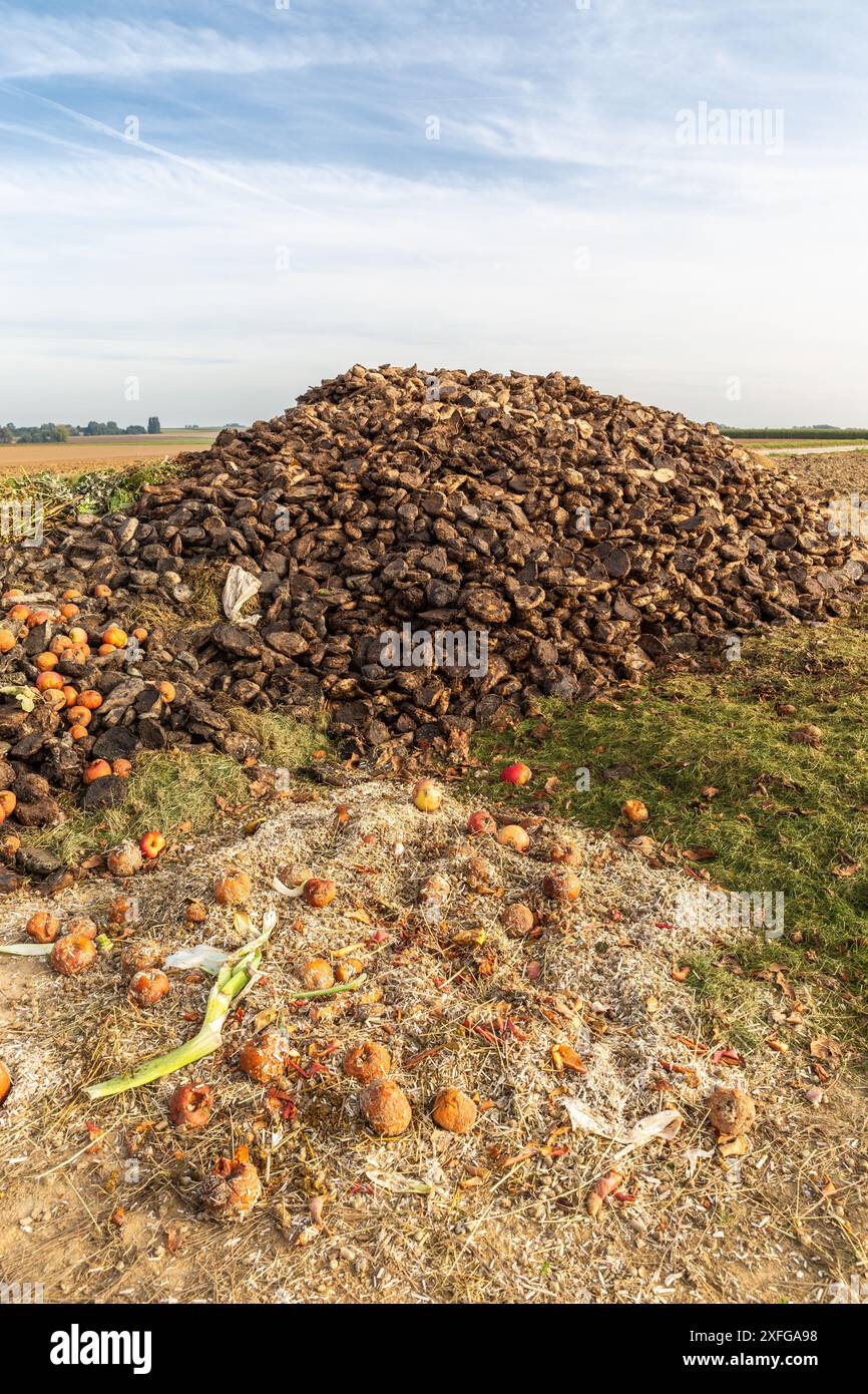 Pommes pourrissant au pied d'un tas de fumier sur le bord des champs Banque D'Images