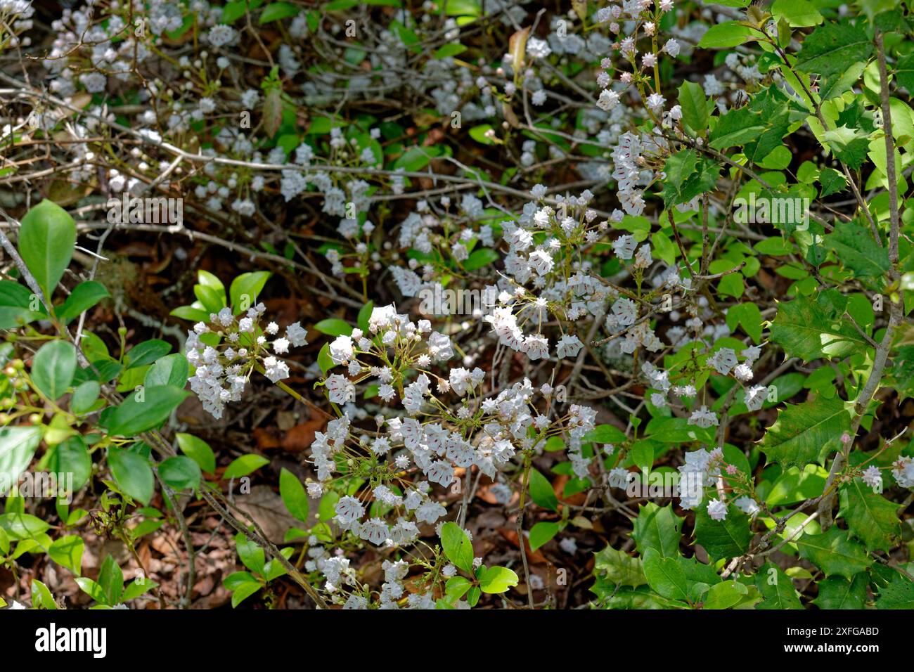 Buisson de laurier de montagne en fleur avec de petites fleurs blanches en grappes sur les branches d'une jeune plante poussant entre un buisson houx vue en gros plan dans le s. Banque D'Images Buisson de laurier de montagne en fleur avec de petites fleurs blanches en grappes sur les branches d'une jeune plante poussant entre un buisson houx vue en gros plan dans le s. Banque D'Images