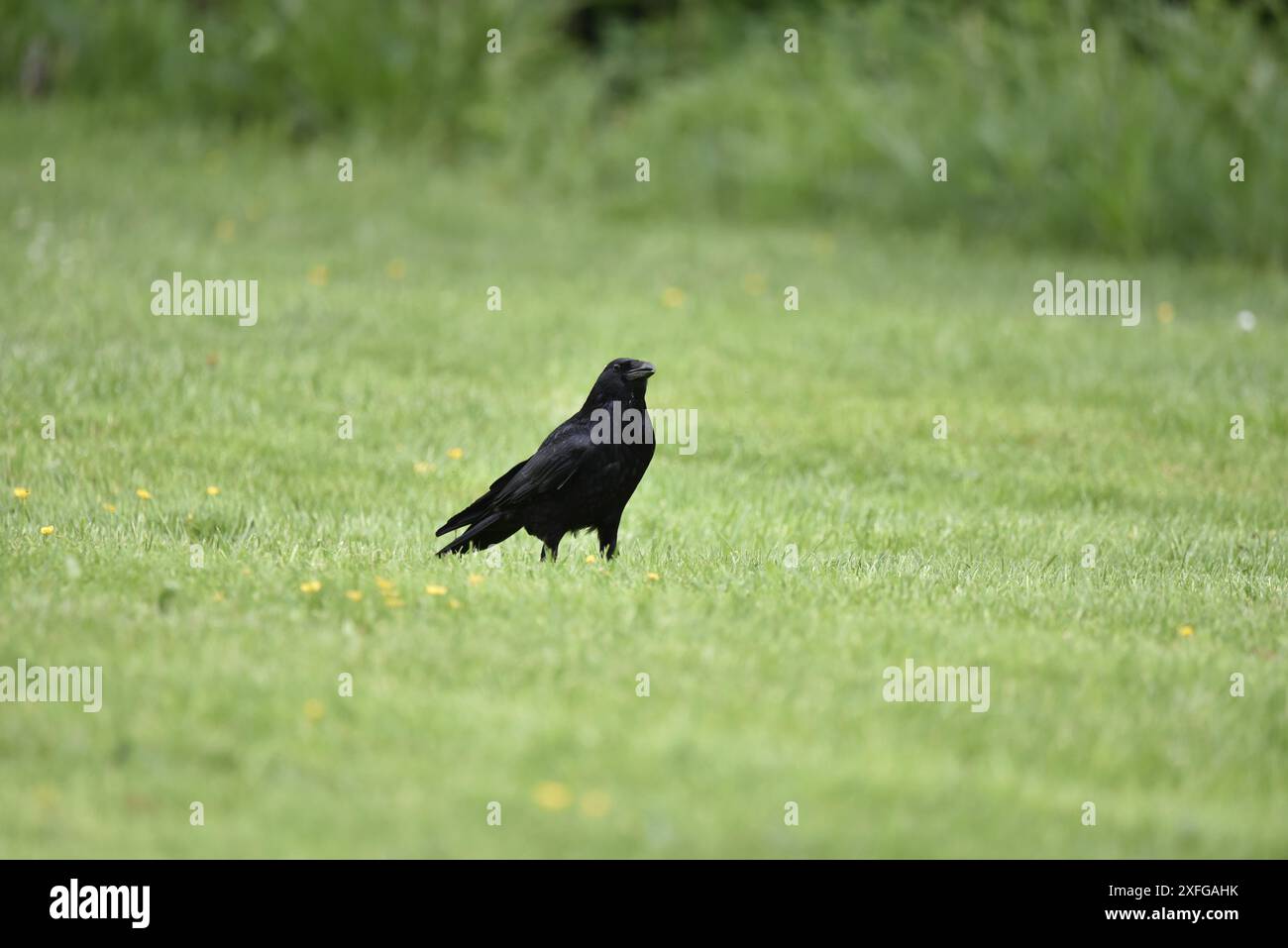 Carrion Crow (Corvus corone) debout dans l'herbe courte et les papillons avec bec légèrement ouvert regardant Skywards, prise au pays de Galles, Royaume-Uni au printemps Banque D'Images