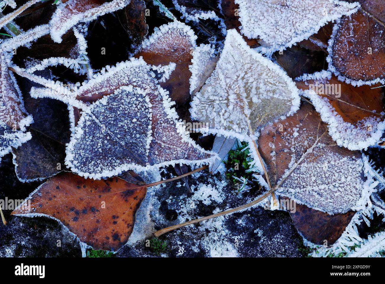 Feuilles congelées dans le parc naturel Hoces del Duraton, Sepulveda, Ségovie, Espagne Banque D'Images