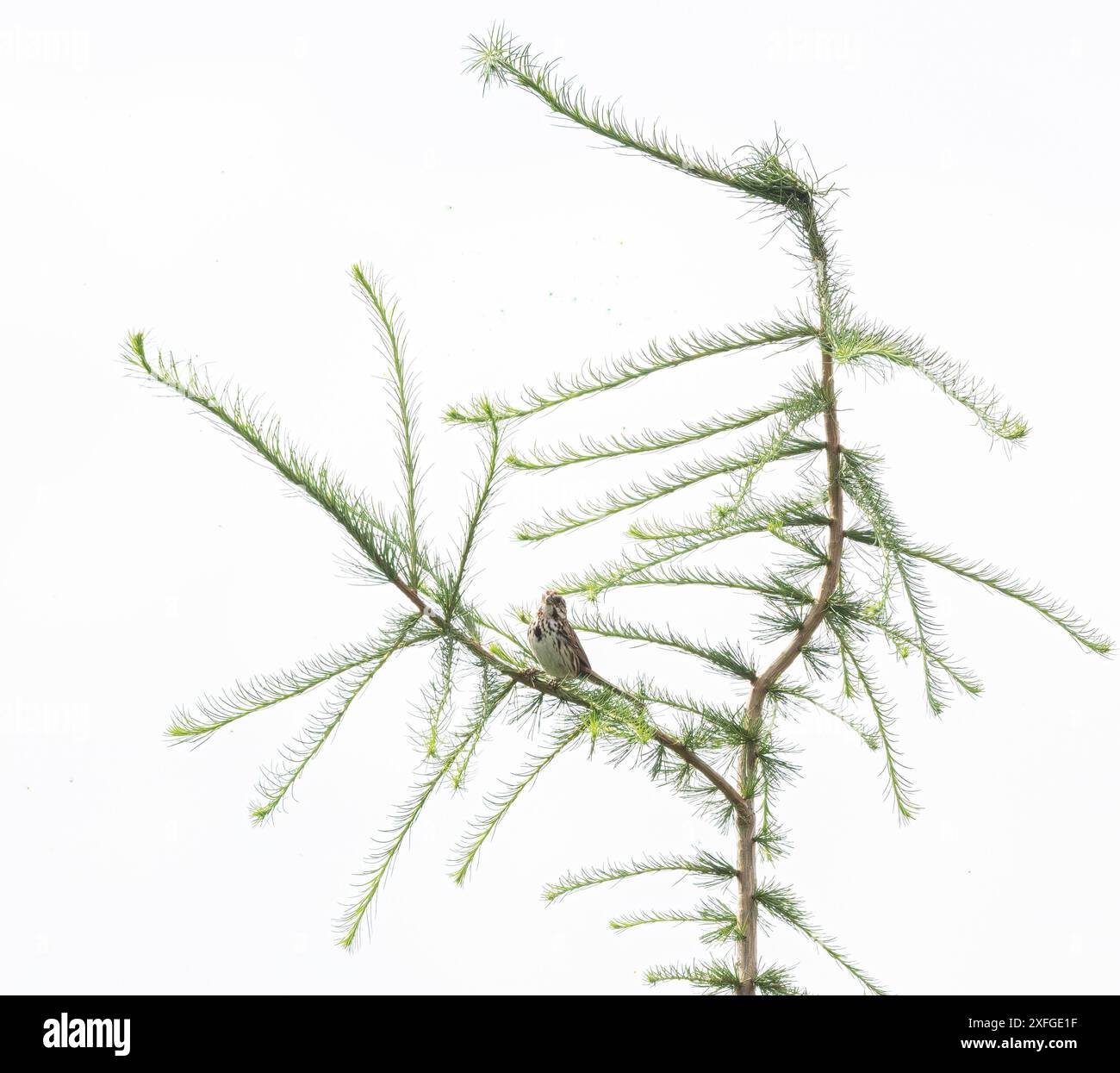 Petit oiseau sur une grande branche épineuse à feuilles persistantes et fond blanc Banque D'Images