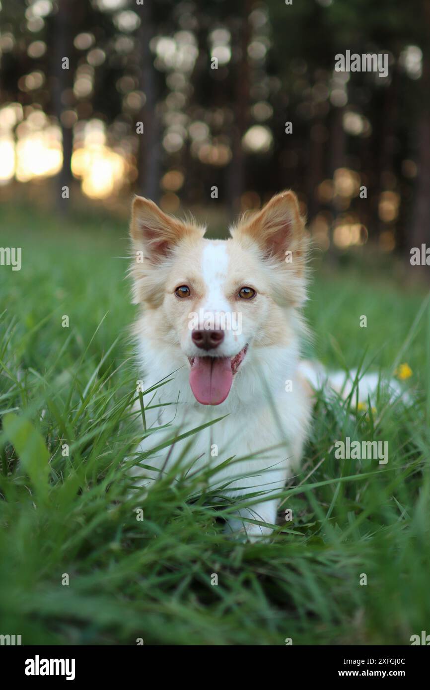 Chien de race mixte drôle dans l'herbe regardant la caméra sur la prairie dans les lumières du coucher du soleil. Portrait de chien dans la lumière du soleil d'été du soir Banque D'Images