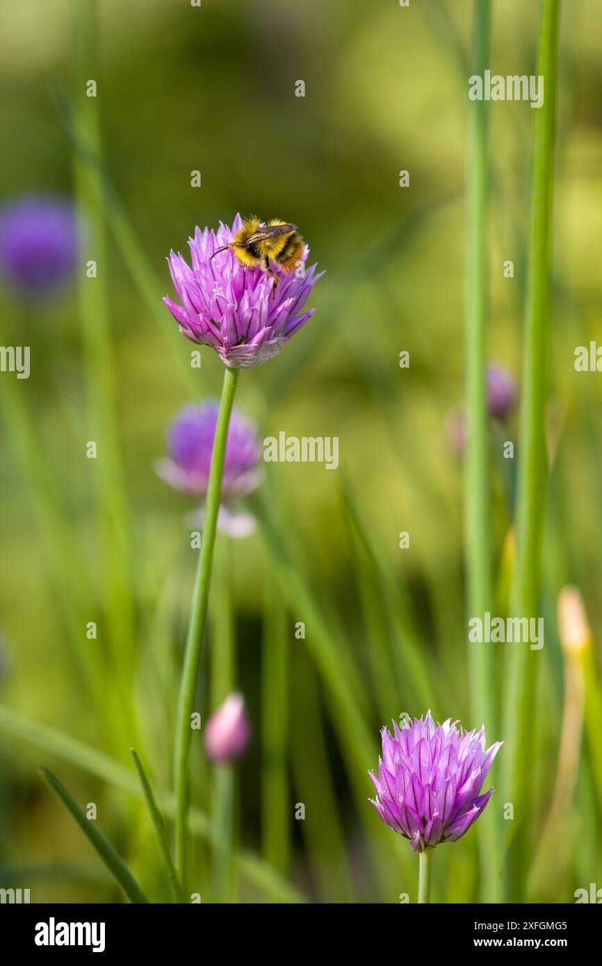 une abeille cardée à la recherche de nectar sur une fleur rose de la ciboulette commune Banque D'Images