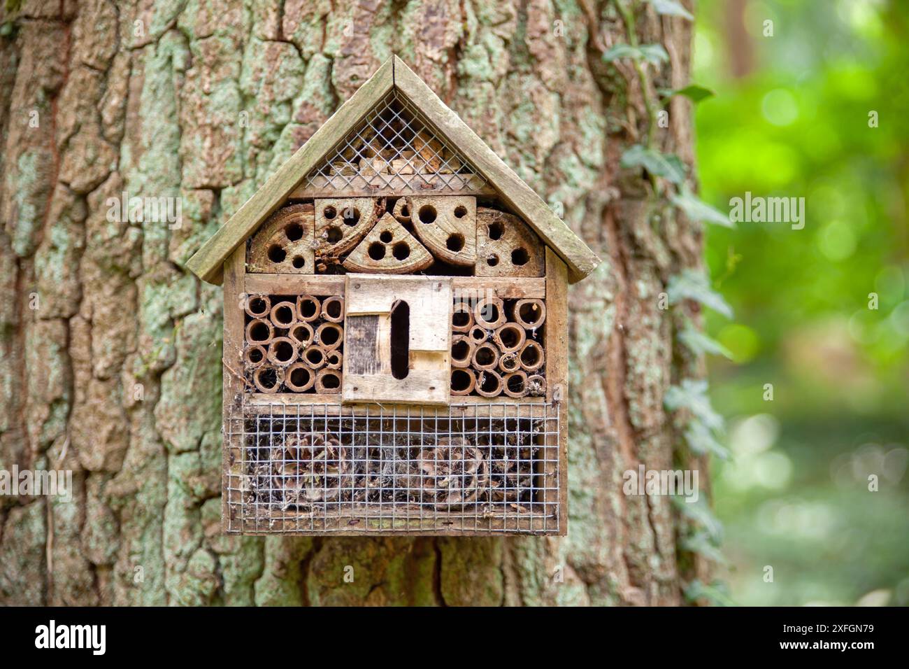 une maison d'insectes en bois sur un grand arbre Banque D'Images