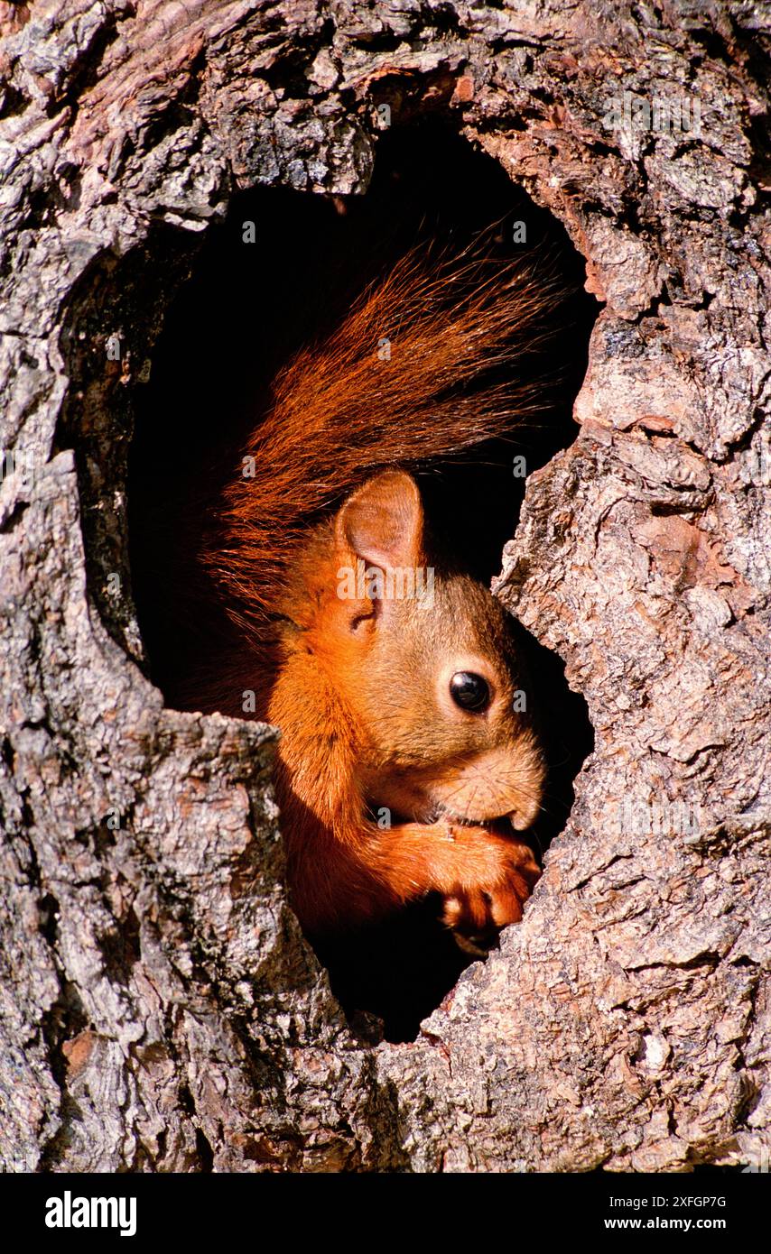 Portrait de l'écureuil roux d'Eurasie (Sciurus vulgaris) jetant un coup d'œil à travers le trou Banque D'Images