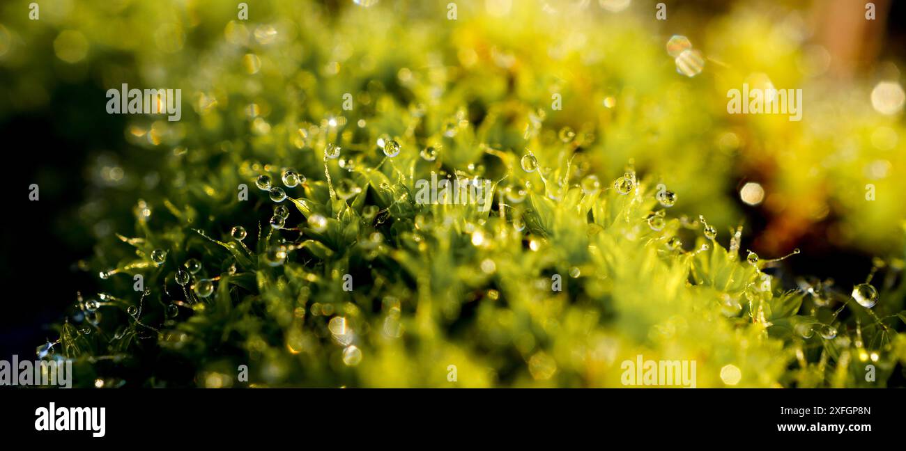 Macro de gouttes d'eau douce sur la mousse verte après la pluie le matin. Concentrez-vous sur la goutte d'eau et la rosée matinale. Banque D'Images