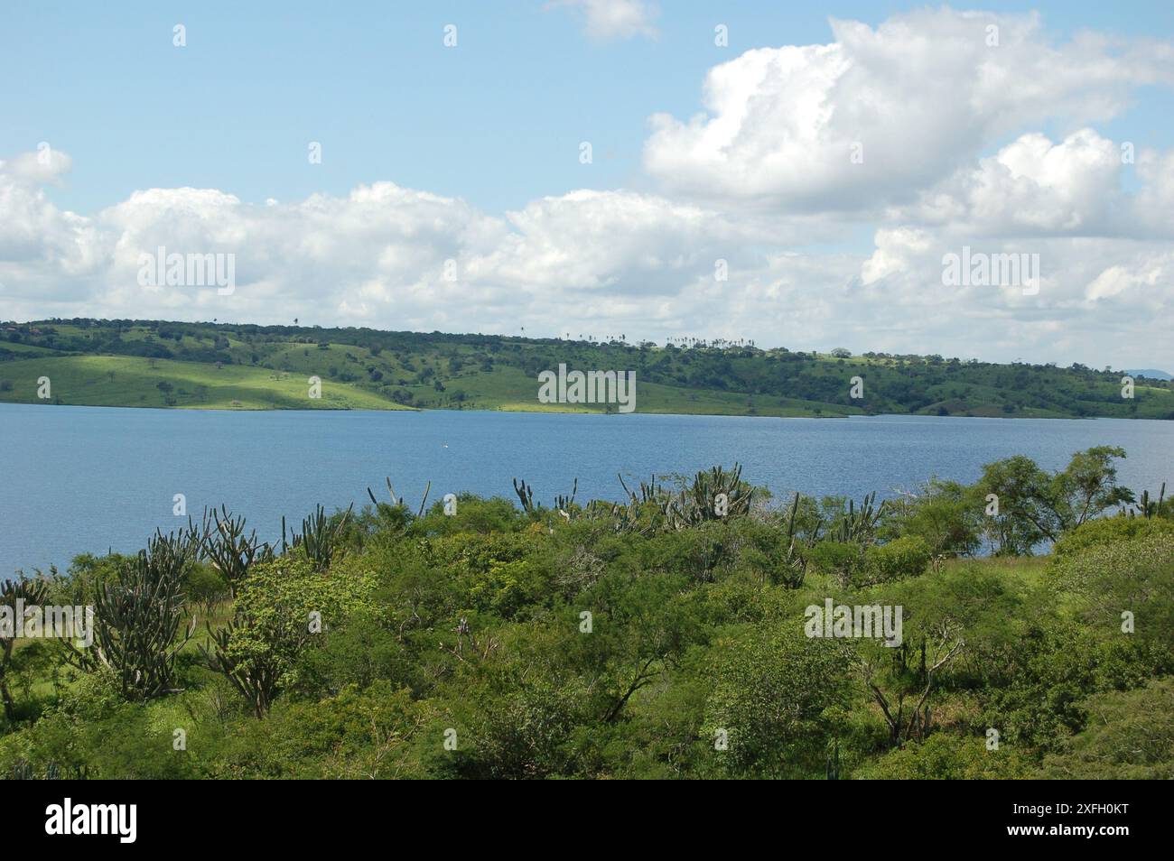 Plantation de foin luxuriant sous le ciel bleu rural, texture d'herbe et beau lac en arrière-plan. Lagune du barrage de Pedra do Cavalo - Bahia - Brésil Banque D'Images
