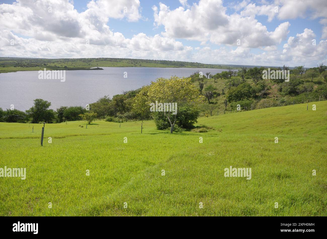 Plantation de foin luxuriant sous le ciel bleu rural, texture d'herbe et beau lac en arrière-plan. Lagune du barrage de Pedra do Cavalo - Bahia - Brésil Banque D'Images