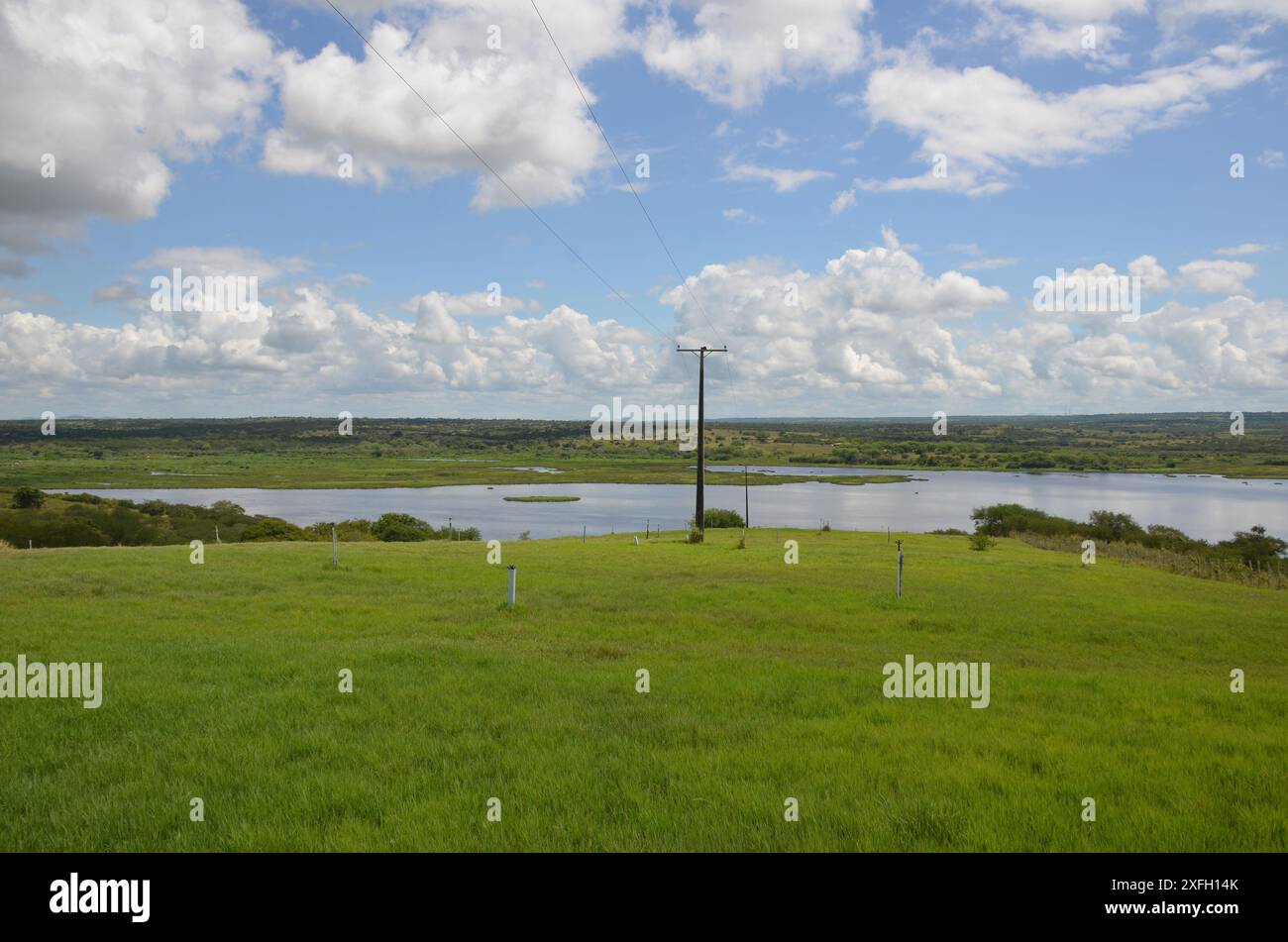 Plantation de foin luxuriant sous le ciel bleu rural, texture d'herbe et beau lac en arrière-plan. Lagune du barrage de Pedra do Cavalo - Bahia - Brésil Banque D'Images
