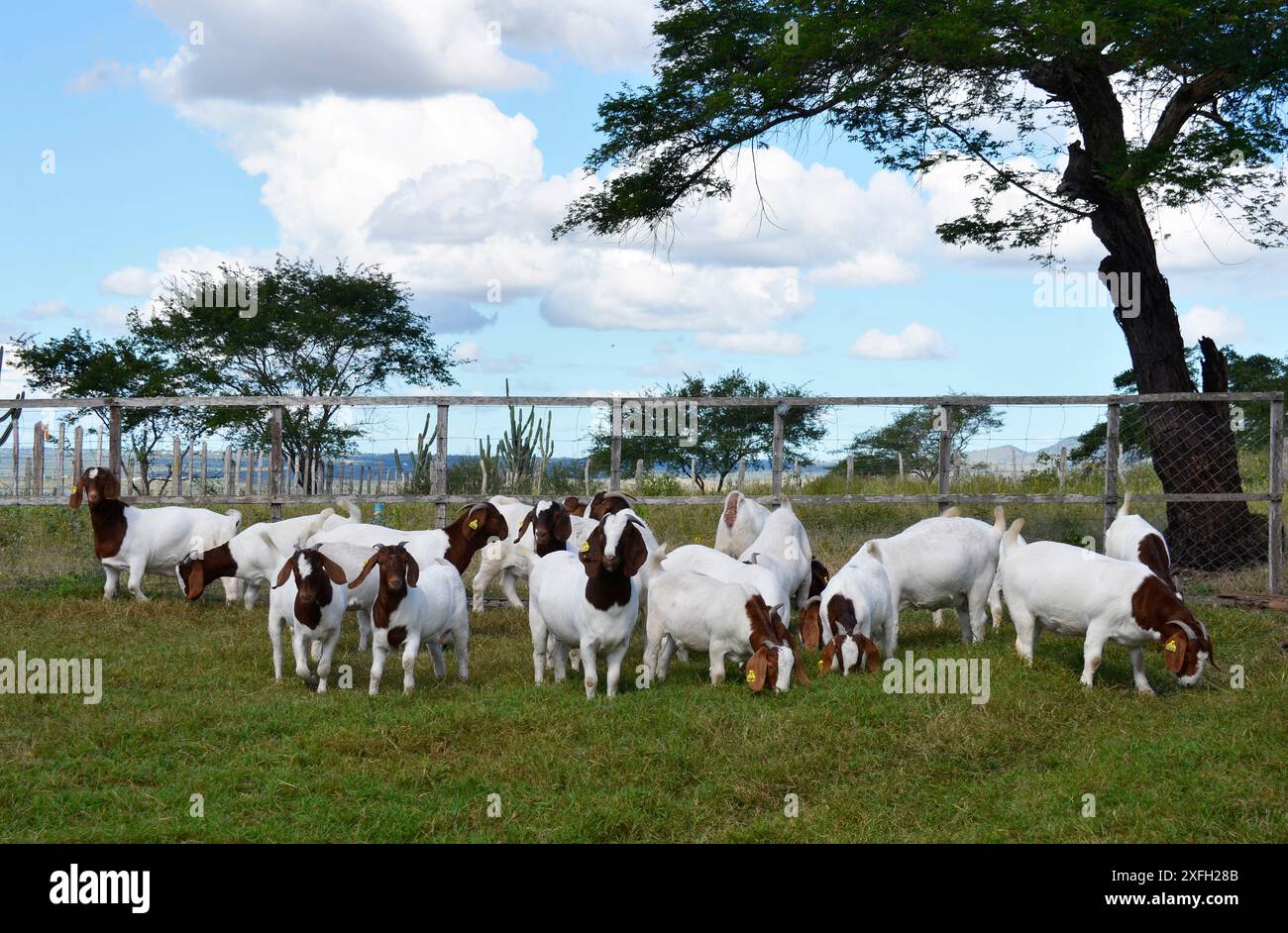 Un groupe de grandes chèvres Boers qui paissent dans les pâturages verdoyants de la ferme Banque D'Images