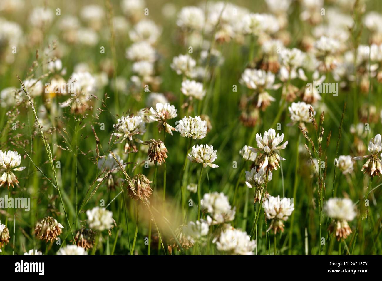 Trèfle blanc poussant dans le pré, mouillé avec des gouttes de pluie Banque D'Images