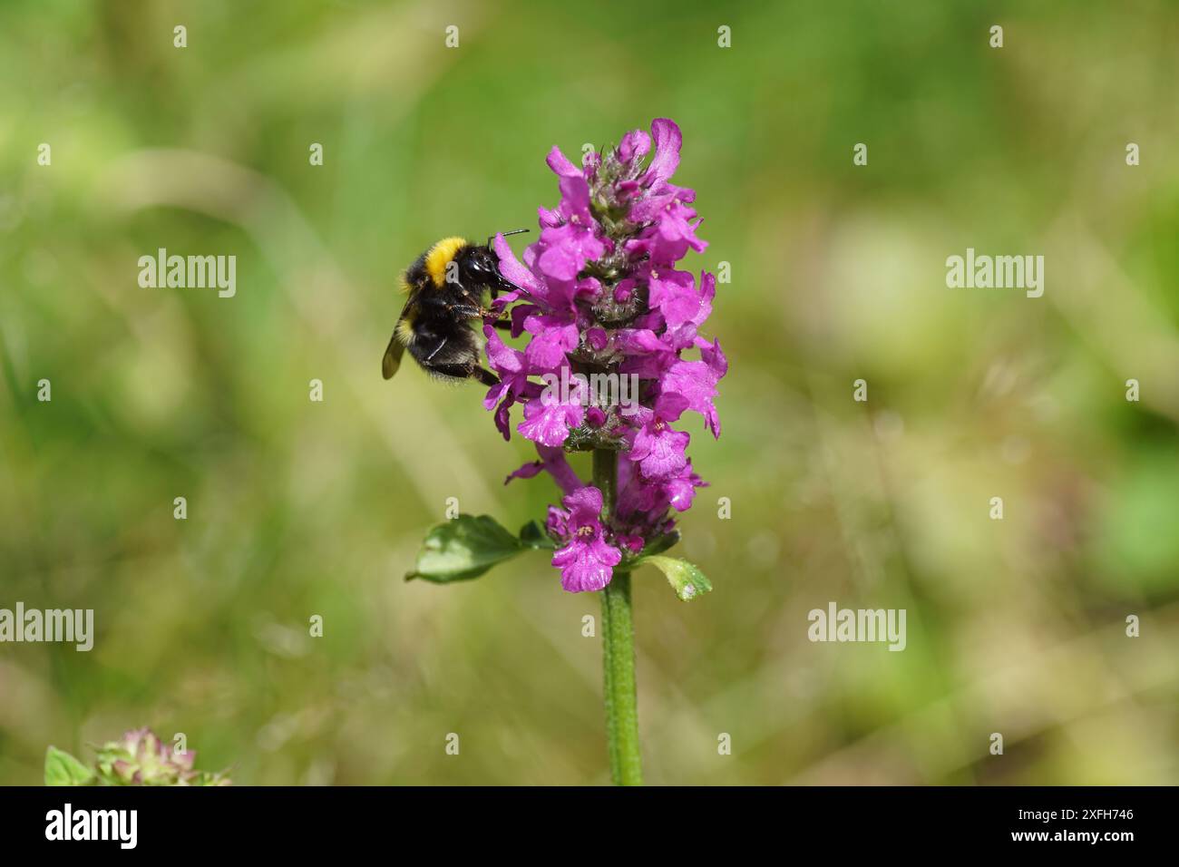 Gros plan sur les fleurs violettes de Bétonie des bois (Stachys monieri hummelo) et un bourdon du jardin (Bombus hortorum). Jardin hollandais. Été, juillet. Banque D'Images