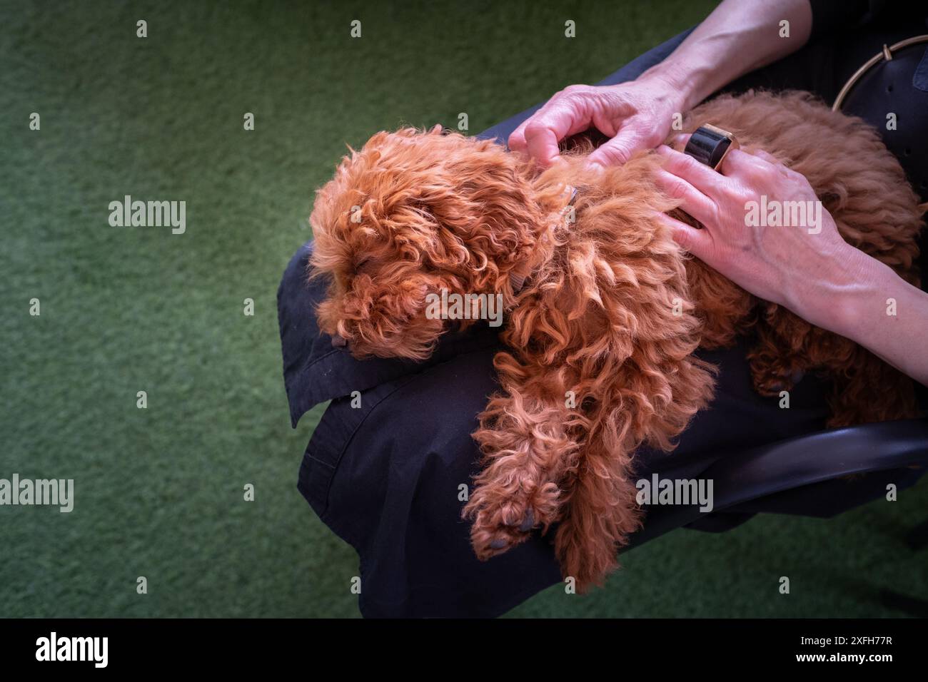 Un petit caniche jouet chiot dort paisiblement sur les genoux de son maître. Les mains de son propriétaire le caressent avec affection Banque D'Images