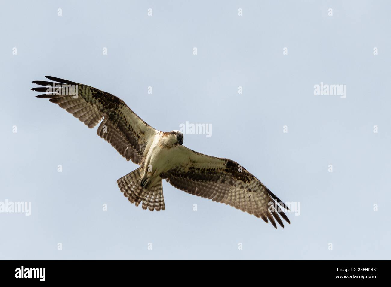 Un Osprey avec un oeil blessé essayant de chasser alors qu'il est haut dans le ciel Banque D'Images