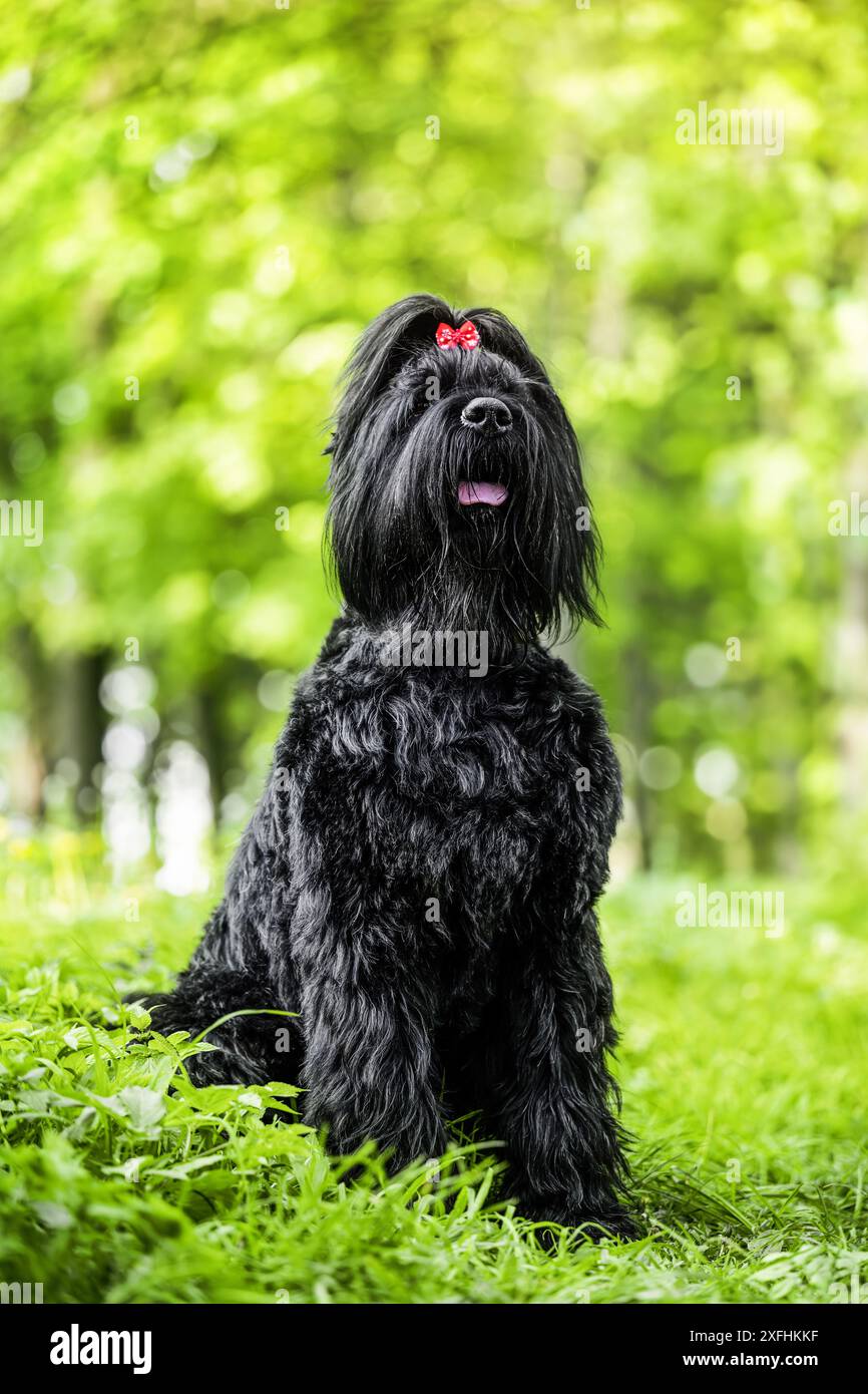 grand terrier noir russe en lavande. Banque D'Images
