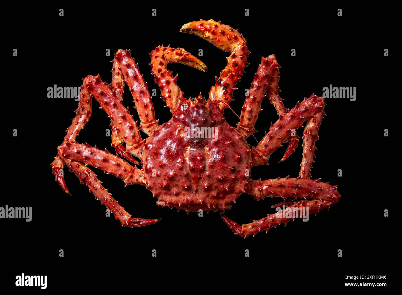 Crabe roi d'Alaska isolé sur fond noir, vue de dessus Banque D'Images