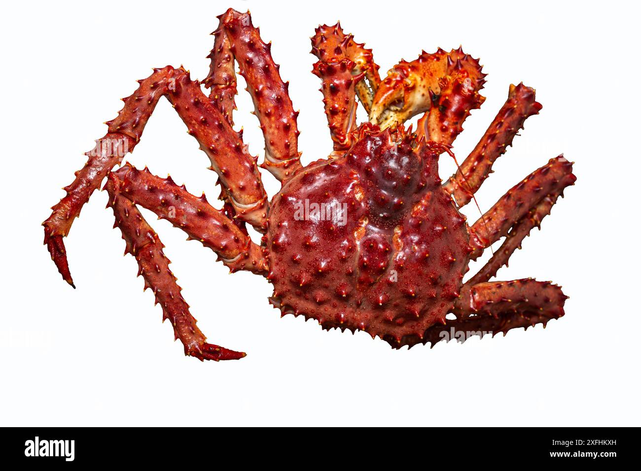 Crabe roi d'Alaska isolé sur un fond blanc, vue de dessus Banque D'Images