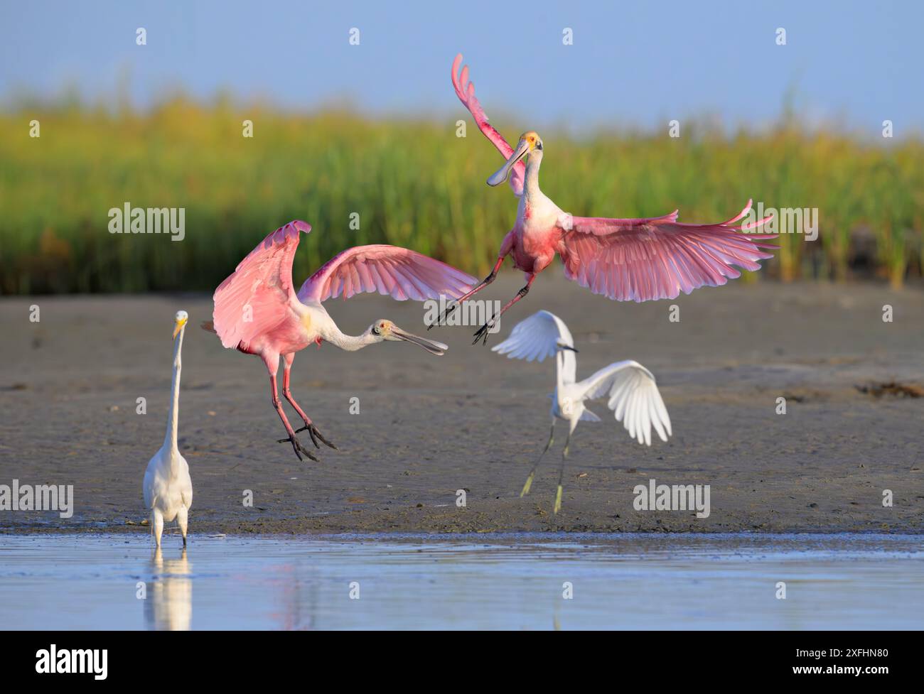 Spatules rosées (Platalea ajaja) atterrissant près des aigrettes blanches (A. alba et E. thula) au bord de la lagune à marée, Galveston, Texas, États-Unis. Banque D'Images