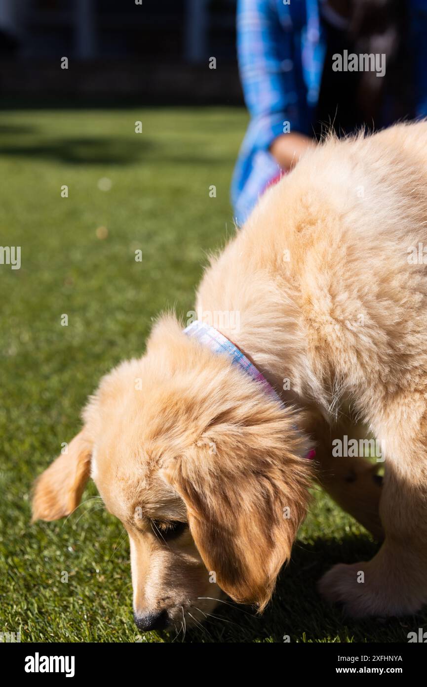 Chiot Golden retriever explorant l'herbe dans la cour arrière avec la personne en arrière-plan Banque D'Images