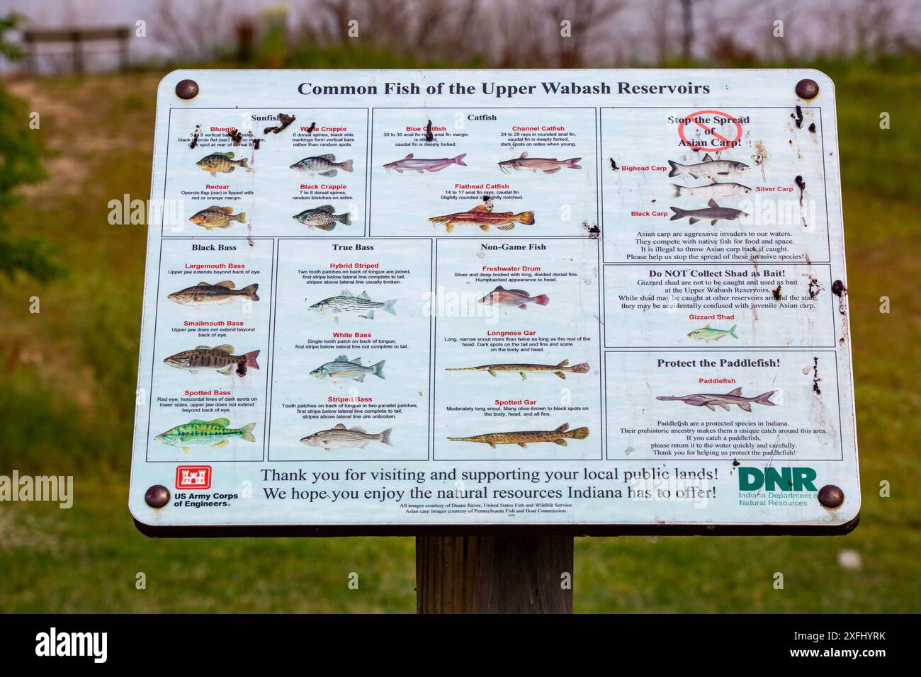 Un panneau affiché par le département des ressources naturelles de l'Indiana au lac J. Edward Roush près indique les poissons communs des réservoirs Upper Wabash. Banque D'Images