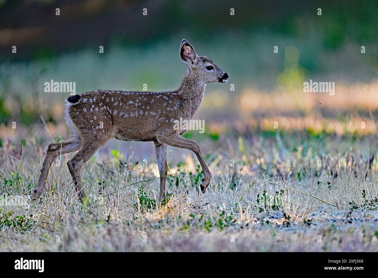 Mignon Fawn se promenant dans le pré Banque D'Images