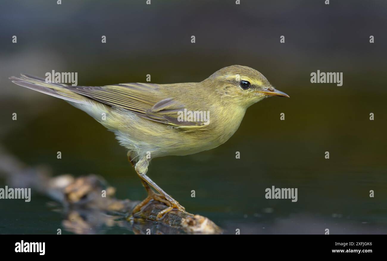 Visite en fin d'été de la paruline de saule (phylloscopus trochilus) pour poser près d'un étang d'eau sur une petite brindille Banque D'Images