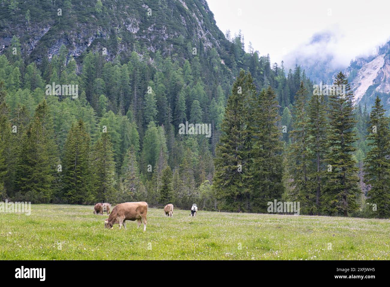 Vaches sur la prairie verte dans la vallée alpine avec des arbres sur fond, Val Pusteria, Dolomiti Mountains, Italie Banque D'Images