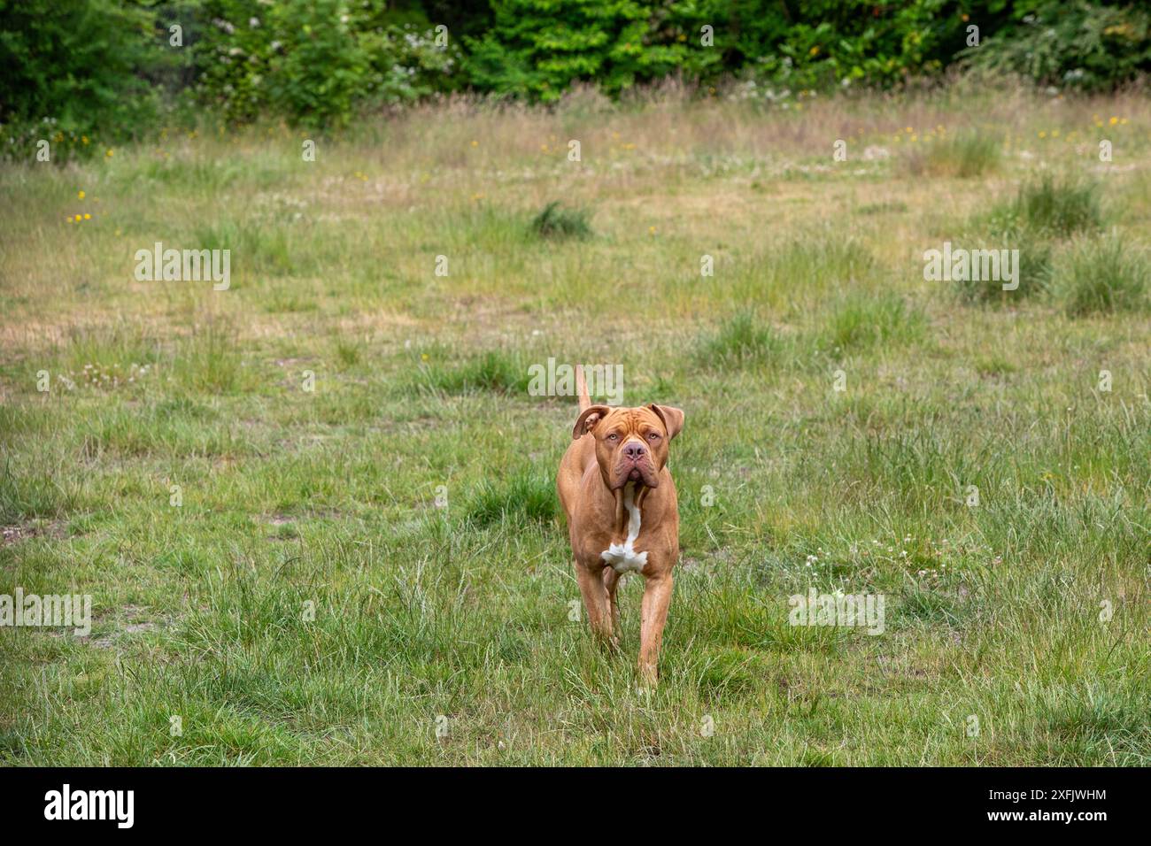 Aberdeen 2 juillet 2024, XL Bully dog Banque D'Images