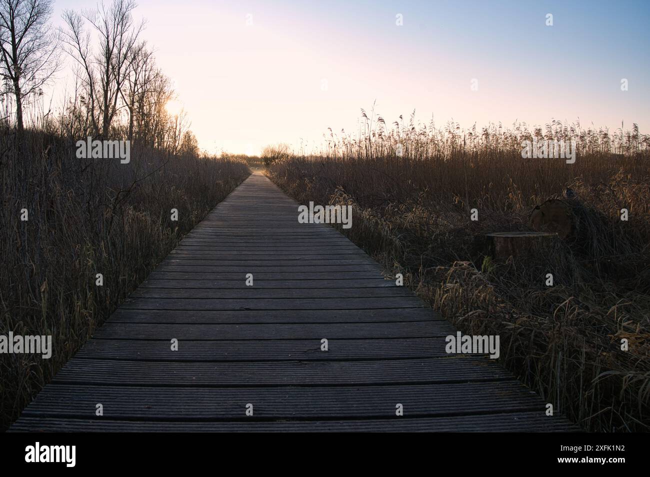 Une promenade en bois s'étend à travers de hautes herbes à l'aube, menant à un paysage serein sous un ciel dégagé Banque D'Images