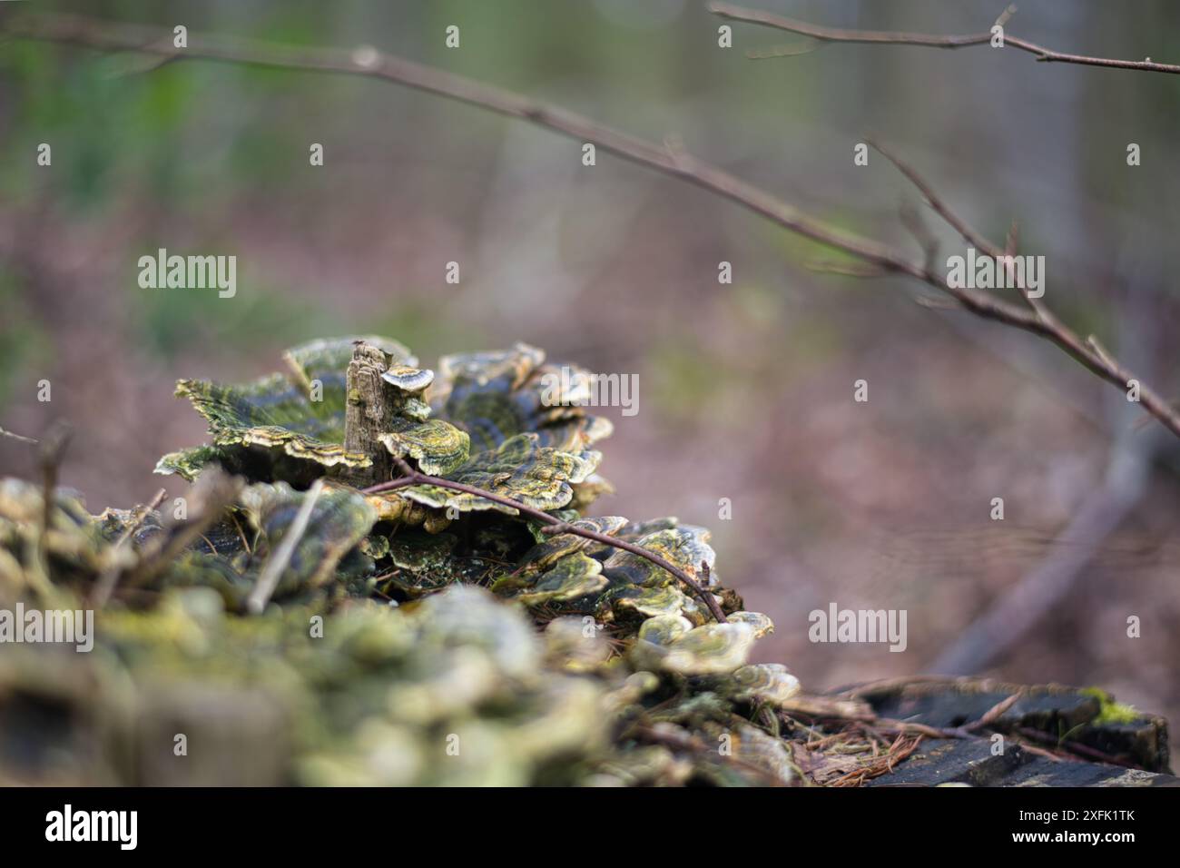 Belle grappe de champignons de plateau poussant sur une bûche en décomposition dans une forêt sereine pendant la lumière tôt le matin Banque D'Images