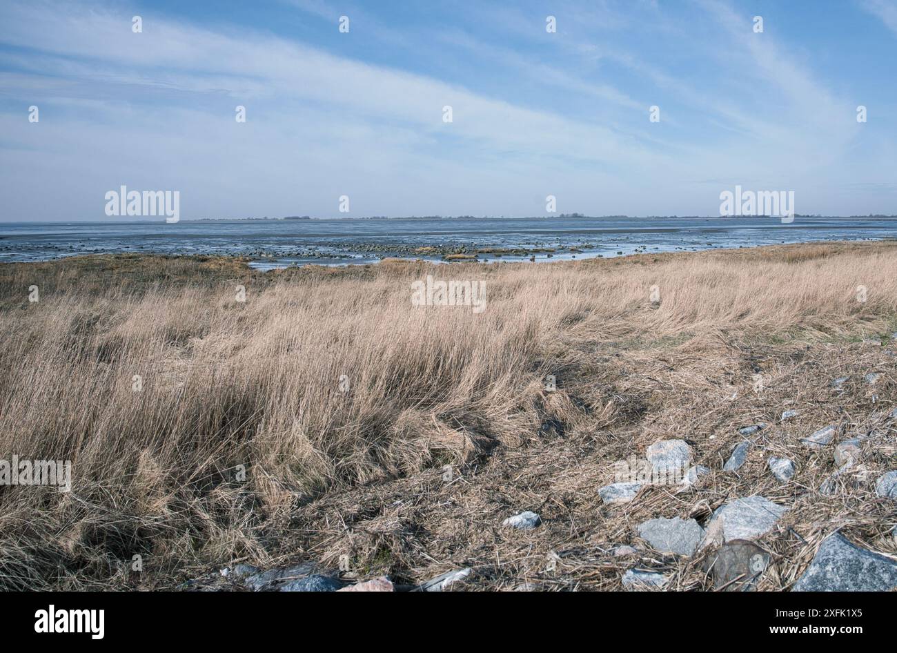 Herbe luxuriante contre un paysage côtier tranquille avec un ciel bleu clair et de l'eau lointaine à marée basse dans la lumière de fin d'après-midi Banque D'Images