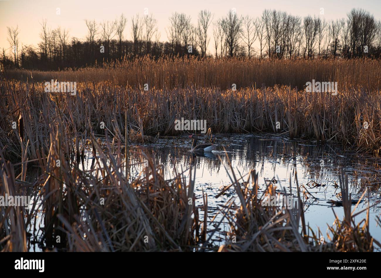 Une soirée tranquille dans une zone humide avec des reflets du coucher de soleil et de la faune profitant du marais serein Banque D'Images