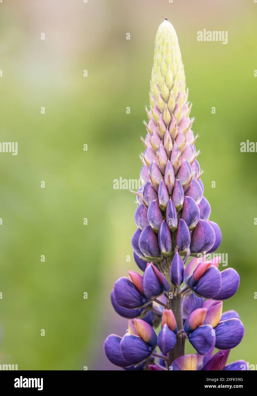 Lupins colorés dans les bordures florales des jardins de Rousham House dans l'Oxfordshire Banque D'Images