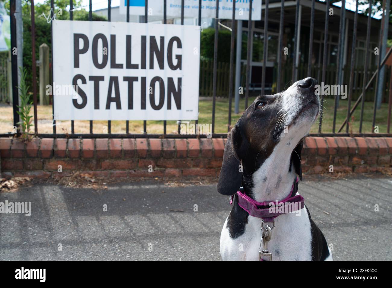 Maidenhead, Berkshire, Royaume-Uni. 4 juillet 2024. Bonnie, un pointeur de sauvetage et Beagle croisé de Chypre, est assis devant le Polling Station de l'hôpital St Mark de Maidenhead, Berkshire le jour des élections générales. Crédit : Maureen McLean/Alamy Live News Banque D'Images